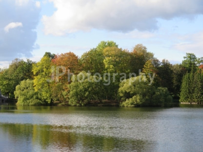 Autumn Trees